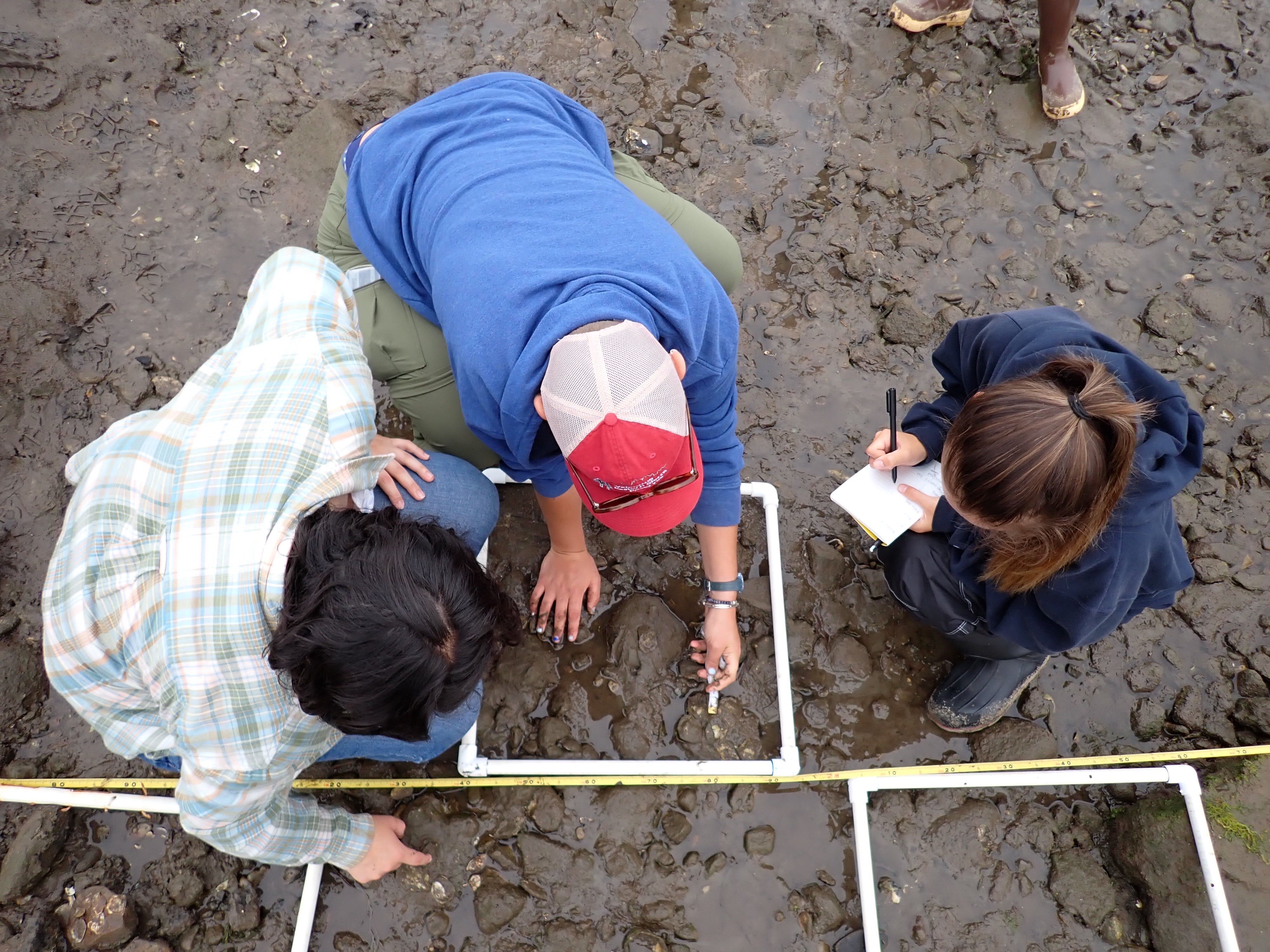 Conducting oyster surveys in the Carpinteria Salt Marsh.