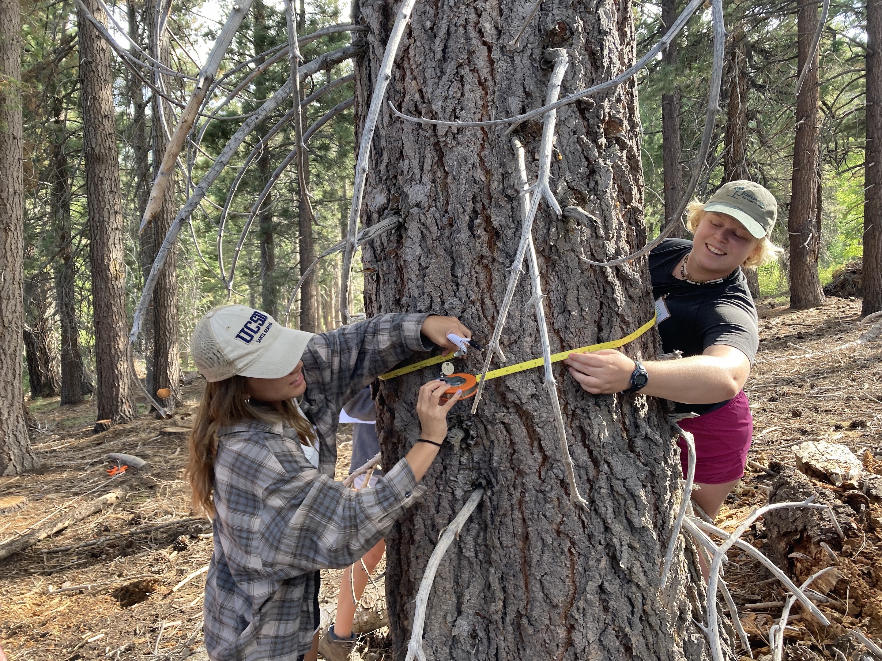Julie Iverson and Angela Larson measuring Diameter Breast Height (DBH) in White Bark Pine. 