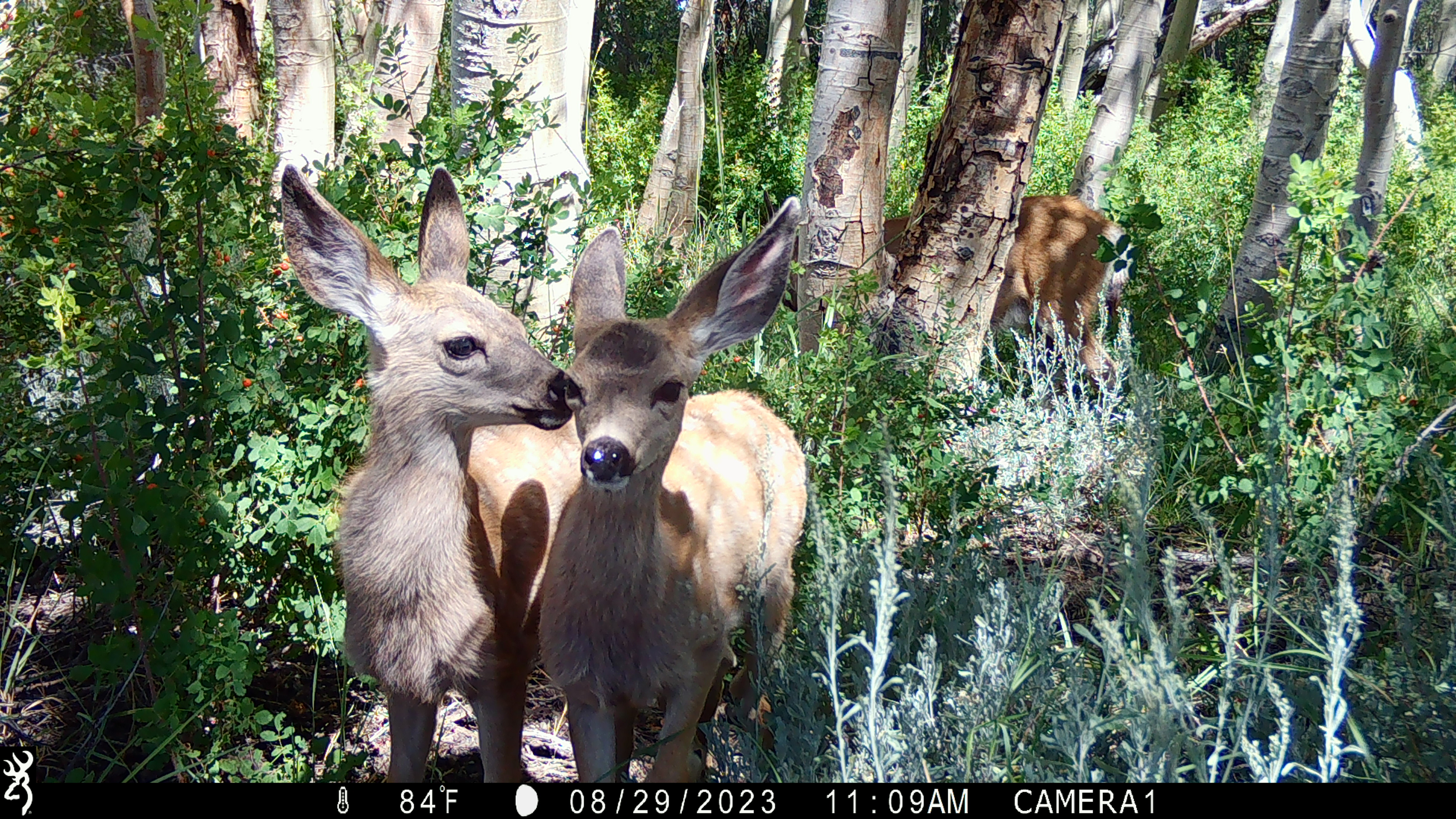 Deer captured on camera trap