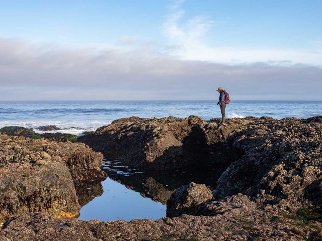 Oregon Intertidal Research. Credit: Dasun Hemachandra