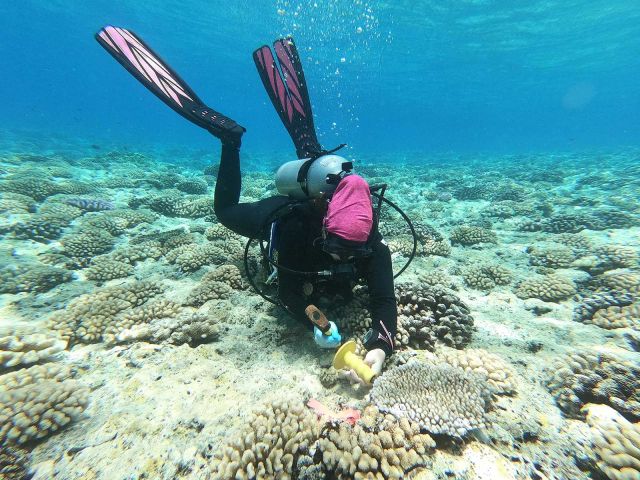 Research diver in Moorea. Credit: Jannine Chamorro